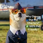 🐾✨ Pet-Friendly Private Plane Joyrides — Fly 1000 Feet Above the City With Your Fur Baby! 4 flying charters