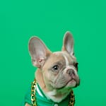 How Pets Are Redefining Modern Lifestyles: The Rise of Pet-Inclusive Living 4 lifestyle